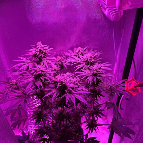 Biscotti growlog timeline photo