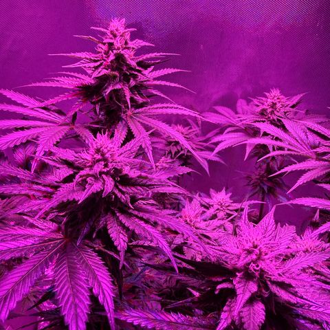 Biscotti growlog timeline photo