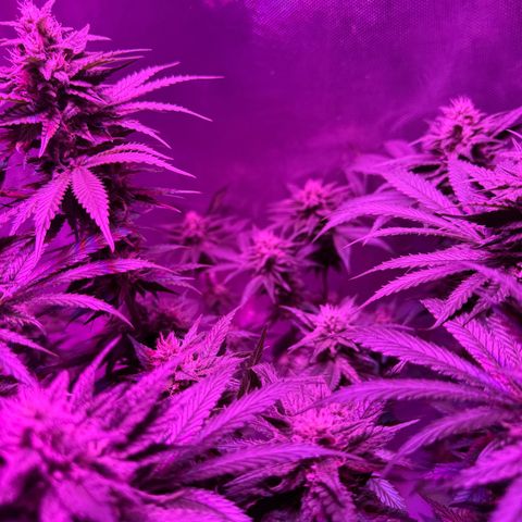 Biscotti growlog timeline photo