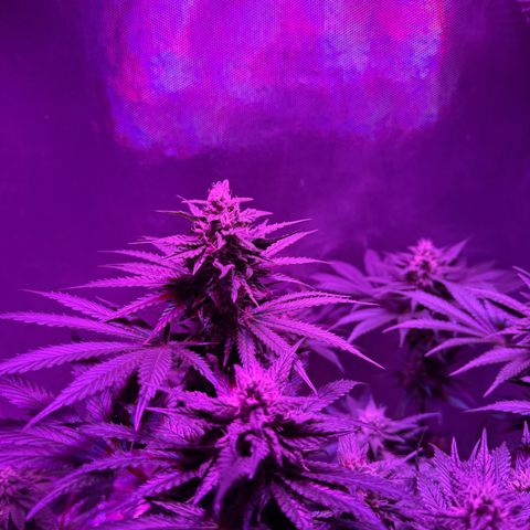 Biscotti growlog timeline photo