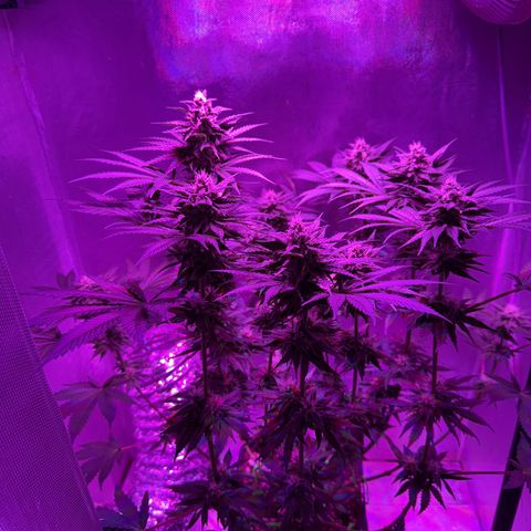 Biscotti growlog timeline photo
