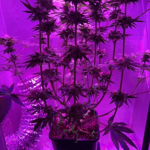 Biscotti growlog timeline photo