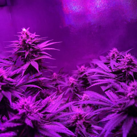 Biscotti growlog timeline photo