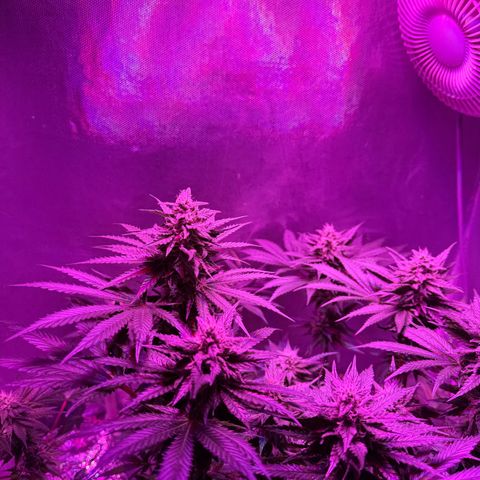 Biscotti growlog timeline photo