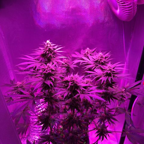 Biscotti growlog timeline photo