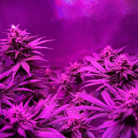 Biscotti growlog timeline photo