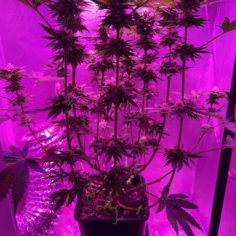 Biscotti growlog timeline photo