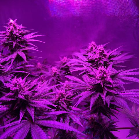 Biscotti growlog timeline photo