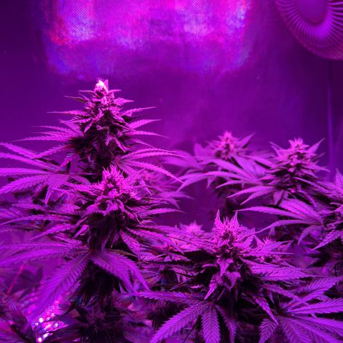 Biscotti growlog timeline photo