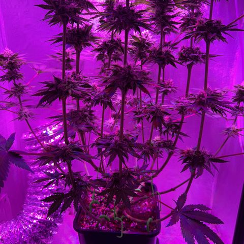 Biscotti growlog timeline photo