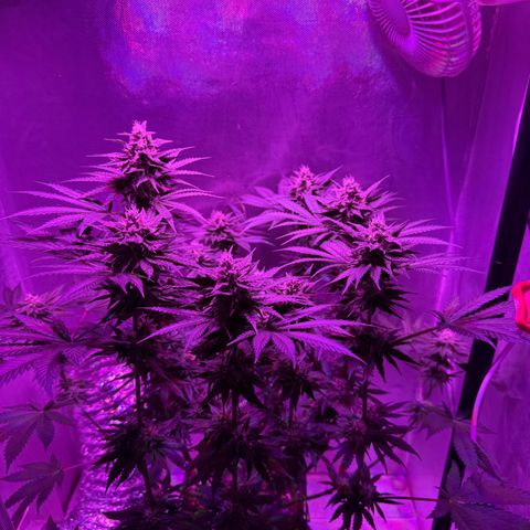 Biscotti growlog timeline photo