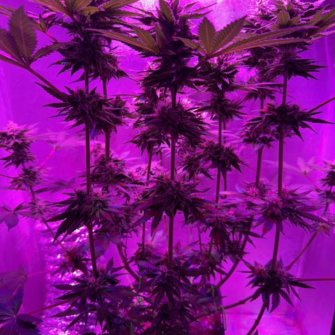 Biscotti growlog timeline photo
