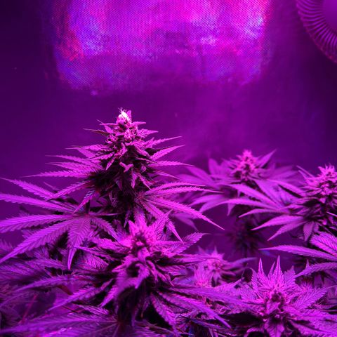Biscotti growlog timeline photo