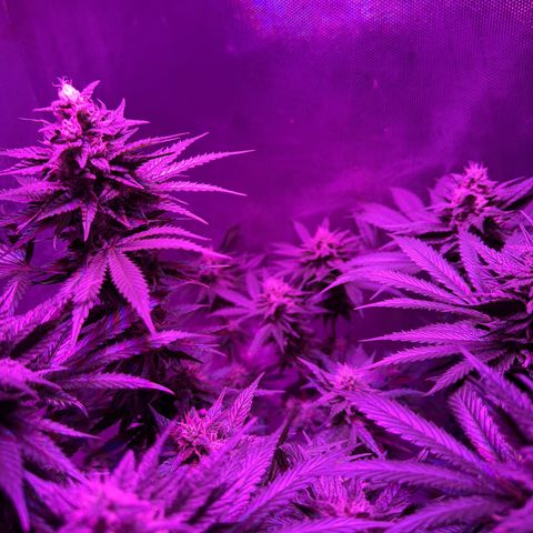 Biscotti growlog timeline photo
