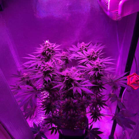 Biscotti growlog timeline photo