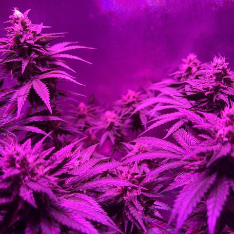Biscotti growlog timeline photo