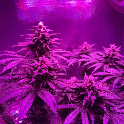 Biscotti growlog timeline photo