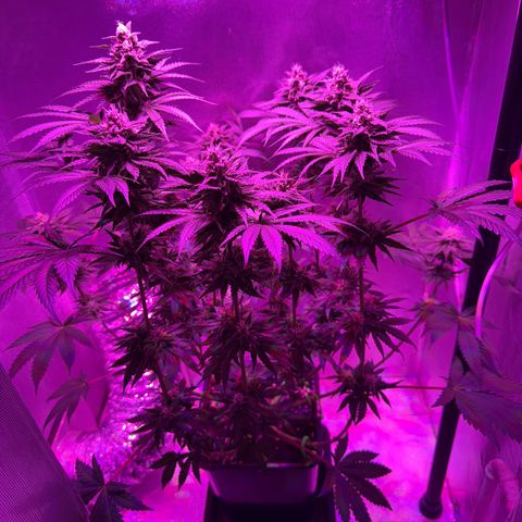 Biscotti growlog timeline photo
