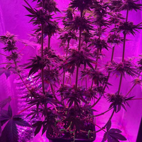 Biscotti growlog timeline photo