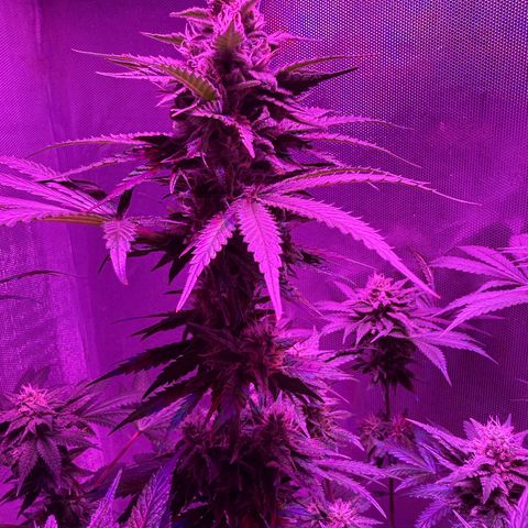 Biscotti growlog timeline photo