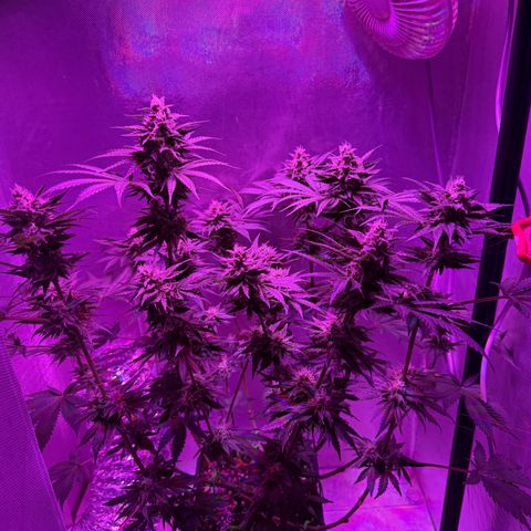 Biscotti growlog timeline photo