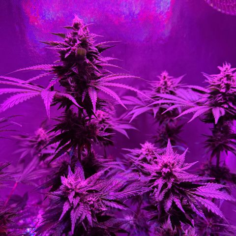 Biscotti growlog timeline photo