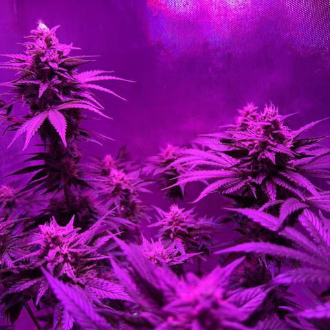 Biscotti growlog timeline photo