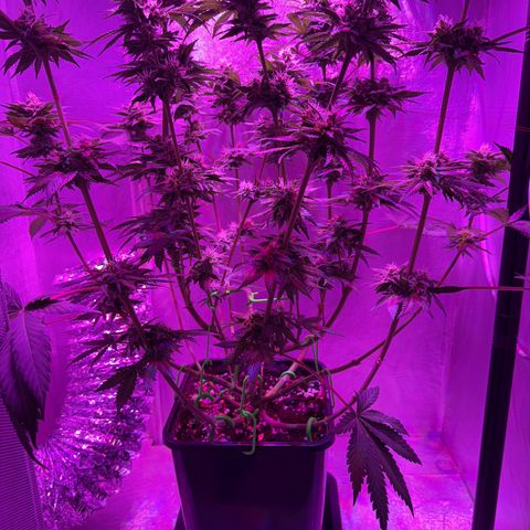Biscotti growlog timeline photo