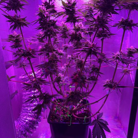 Biscotti growlog timeline photo