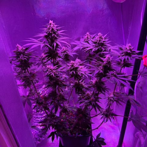 Biscotti growlog timeline photo