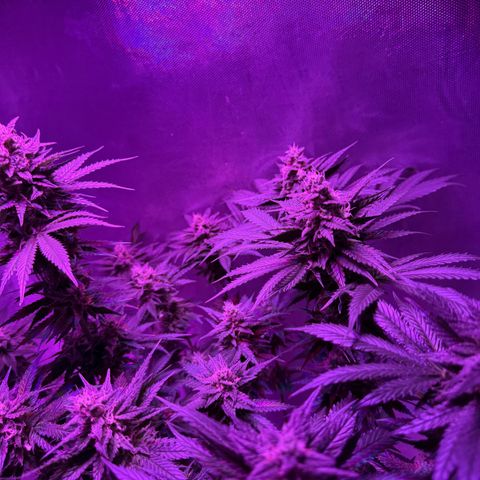 Biscotti growlog timeline photo