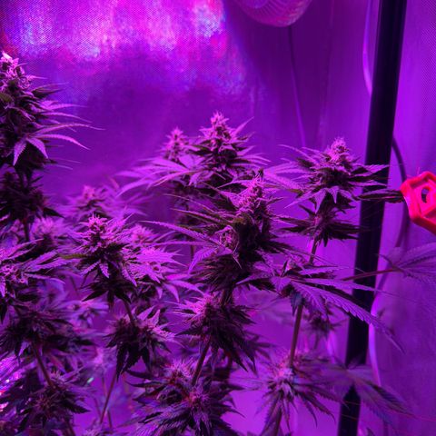 Biscotti growlog timeline photo