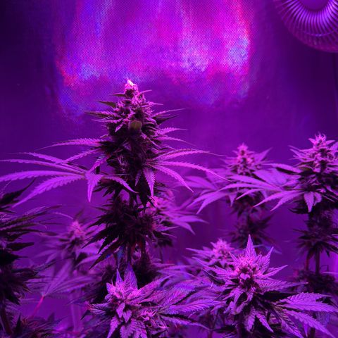 Biscotti growlog timeline photo