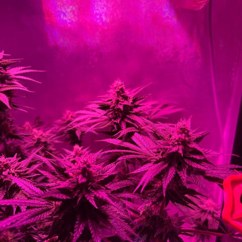 Biscotti growlog timeline photo