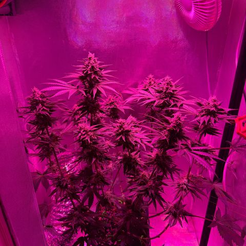Biscotti growlog timeline photo