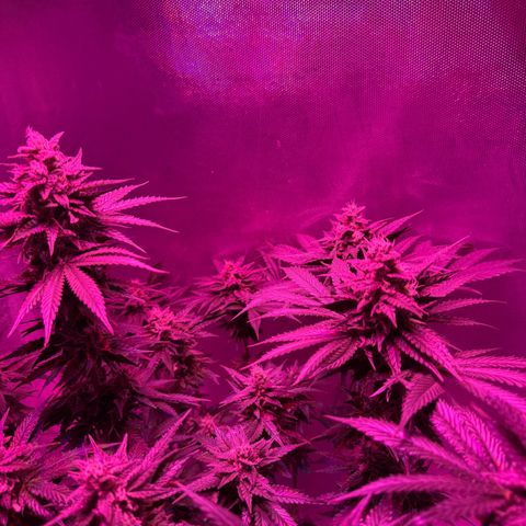 Biscotti growlog timeline photo