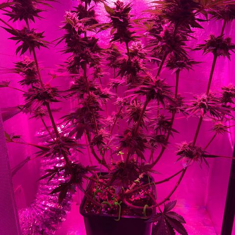 Biscotti growlog timeline photo