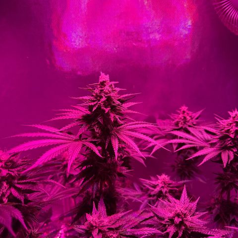 Biscotti growlog timeline photo