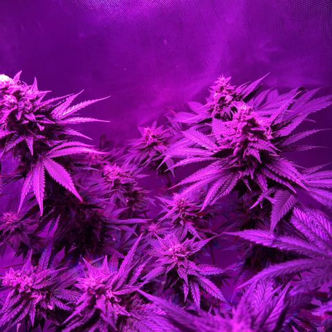 Biscotti growlog timeline photo