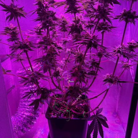 Biscotti growlog timeline photo
