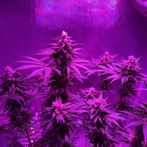 Biscotti growlog timeline photo
