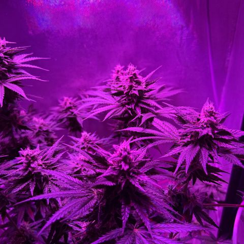 Biscotti growlog timeline photo