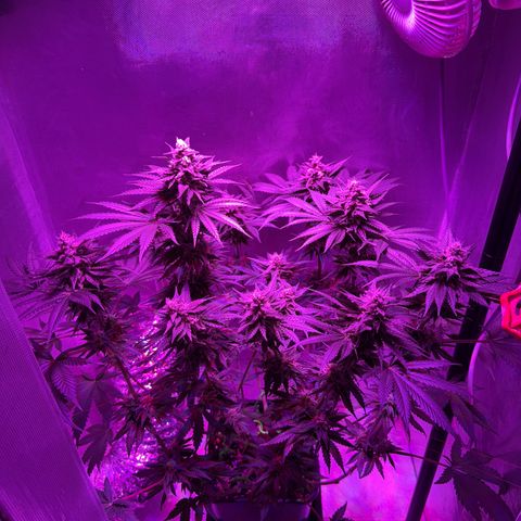 Biscotti growlog timeline photo