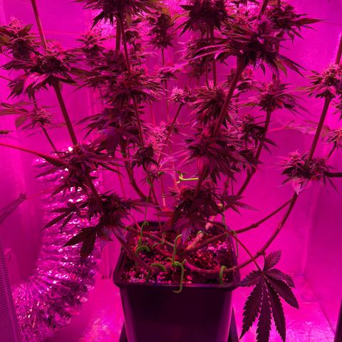 Biscotti growlog timeline photo