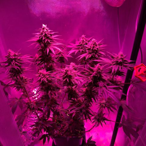 Biscotti growlog timeline photo
