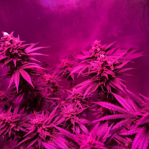 Biscotti growlog timeline photo