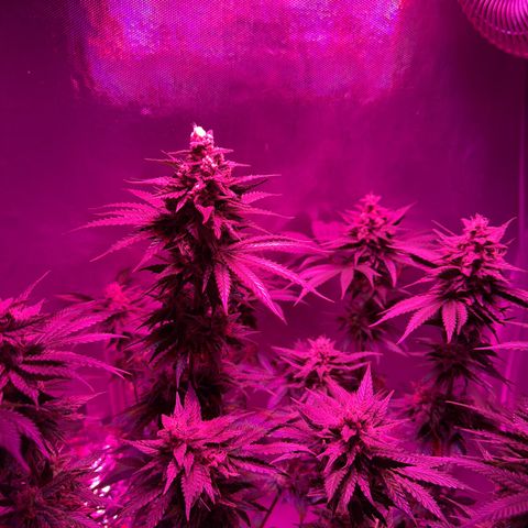 Biscotti growlog timeline photo