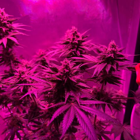 Biscotti growlog timeline photo