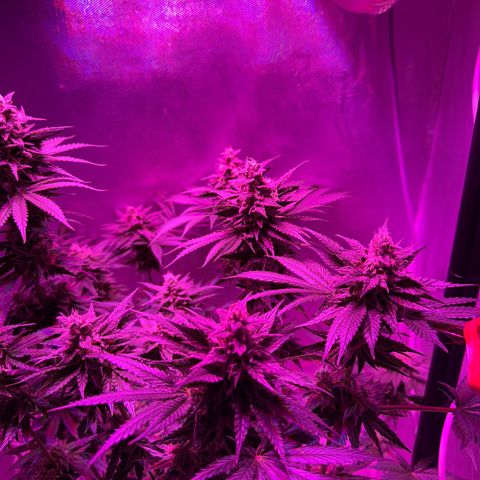 Biscotti growlog timeline photo