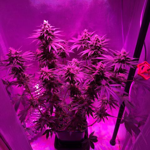Biscotti growlog timeline photo